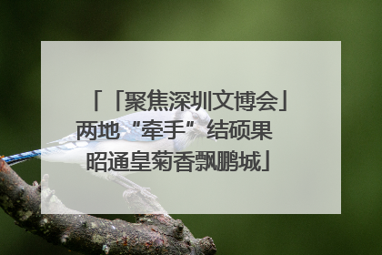 「聚焦深圳文博会」两地“牵手”结硕果 昭通皇菊香飘鹏城