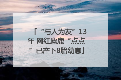 “与人为友”13年 网红麋鹿“点点”已产下8胎幼崽