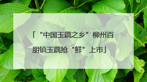 “中国玉藕之乡”柳州百朋镇玉藕抢“鲜”上市