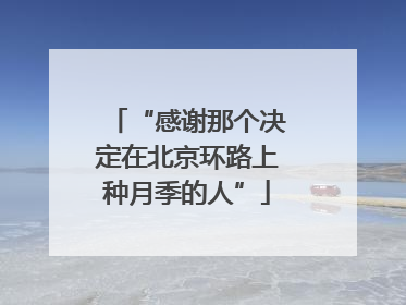 “感谢那个决定在北京环路上种月季的人”