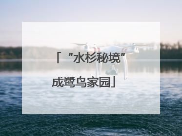 “水杉秘境”成鹭鸟家园