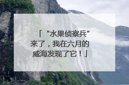 “水果侦察兵”来了，我在六月的威海发现了它！