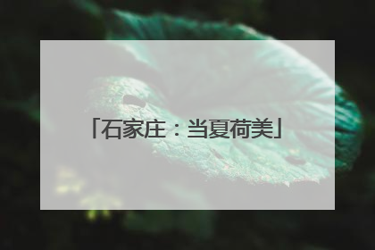 石家庄：当夏荷美