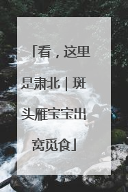 看，这里是肃北｜斑头雁宝宝出窝觅食