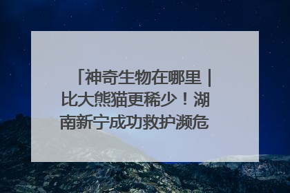 神奇生物在哪里｜比大熊猫更稀少！湖南新宁成功救护濒危鸟类海南鳽