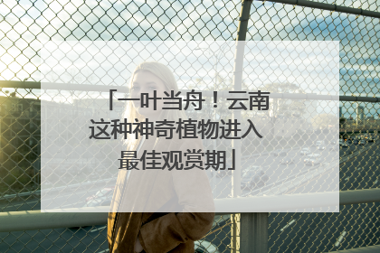 一叶当舟！云南这种神奇植物进入最佳观赏期
