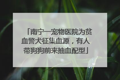 南宁一宠物医院为贫血警犬征集血源，有人带狗狗前来抽血配型
