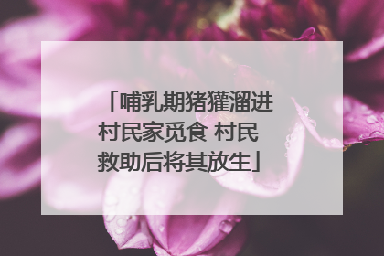 哺乳期猪獾溜进村民家觅食 村民救助后将其放生