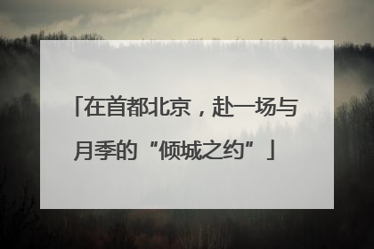 在首都北京，赴一场与月季的“倾城之约”