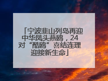 宁波韭山列岛再迎中华凤头燕鸥，24对“酷鸥”喜结连理迎接新生命