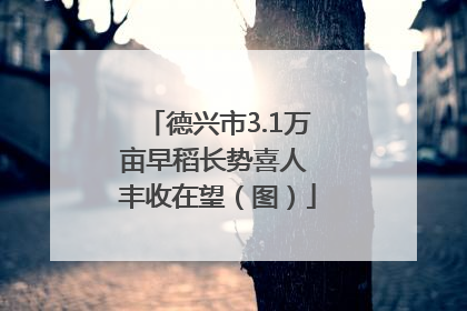 德兴市3.1万亩早稻长势喜人 丰收在望（图）