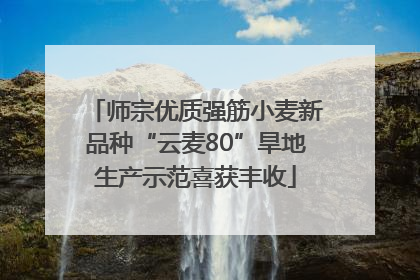 师宗优质强筋小麦新品种“云麦80”旱地生产示范喜获丰收