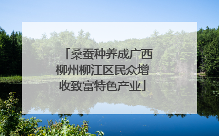 桑蚕种养成广西柳州柳江区民众增收致富特色产业