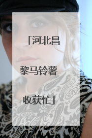河北昌黎马铃薯收获忙