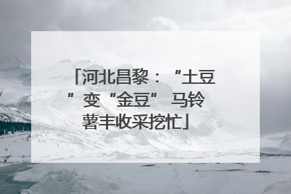 河北昌黎：“土豆”变“金豆” 马铃薯丰收采挖忙