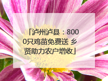 泸州泸县：8000只鸡苗免费送 乡贤助力农户增收