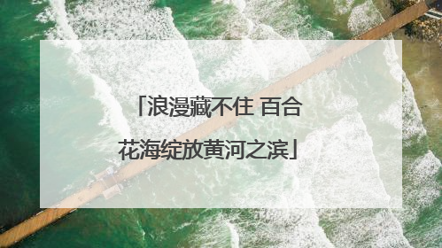 浪漫藏不住 百合花海绽放黄河之滨