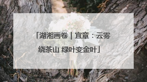 湖湘画卷｜宜章：云雾绕茶山 绿叶变金叶
