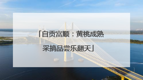 自贡富顺：黄桃成熟 采摘品尝乐翻天