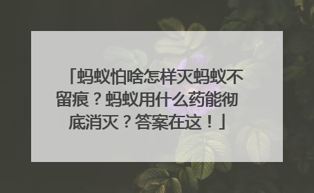 蚂蚁怕啥怎样灭蚂蚁不留痕？蚂蚁用什么药能彻底消灭？答案在这！