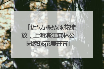 近5万株绣球花绽放，上海滨江森林公园绣球花展开幕