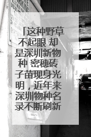 这种野草不起眼 却是深圳新物种 密穗砖子苗现身光明，近年来深圳物种名录不断刷新