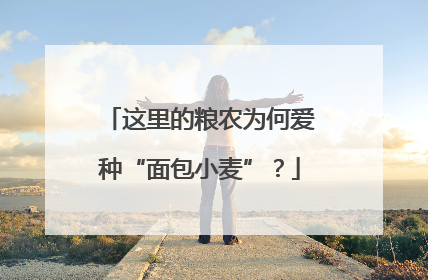 这里的粮农为何爱种“面包小麦”？