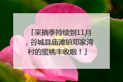 采摘季持续到11月，谷城县庙滩镇邓家湾村的蜜桃丰收啦！
