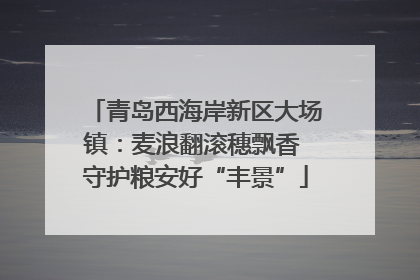 青岛西海岸新区大场镇：麦浪翻滚穗飘香 守护粮安好“丰景”