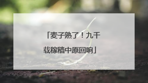 麦子熟了！九千载稼穑中原回响