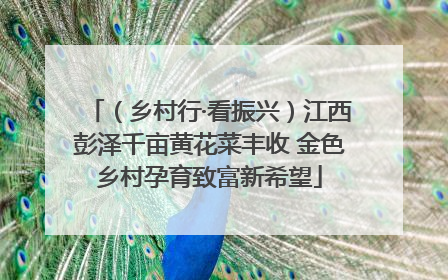 （乡村行·看振兴）江西彭泽千亩黄花菜丰收 金色乡村孕育致富新希望