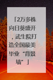 2万多株向日葵盛开，武生院打造全国最美毕业“背景墙”